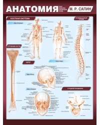 Анатомия. Самая компактная анатомическая таблица