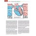 Кардиология с иллюстрациями Неттера. В 2 ч. (комплект из 2 кн.)