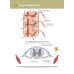 Анатомия человека.Т.3.Неврология, эстезиология