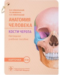 Анатомия человека. Кости черепа. 23 карточки