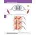 Textbook of Human Anatomy. In 3 vol. Vol. 3. Nervous system. Esthesiology: на англ.яз