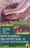 Веретеница, желтопузик и другие веретеницевые. Обзор видов. Содержание. Уход. Разведение