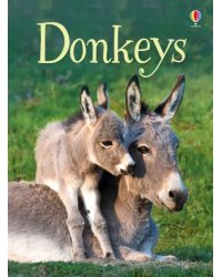 Donkeys