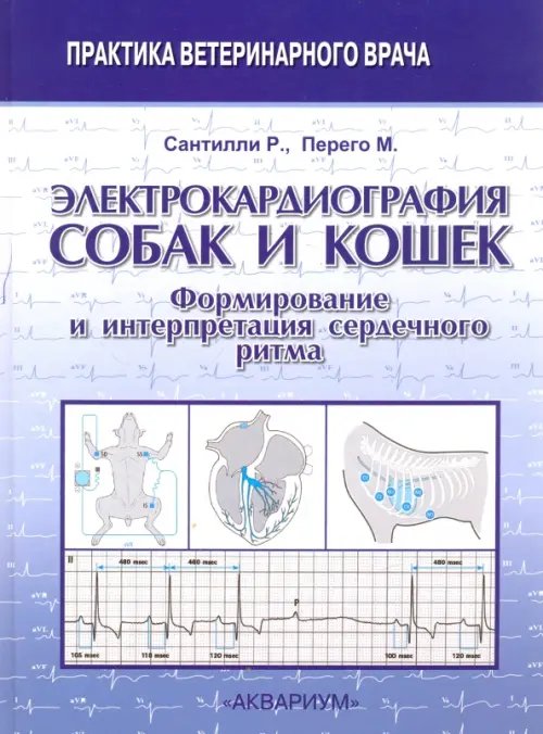 Электрокардиография собак и кошек. Формирование и интерпретация сердечного ритма