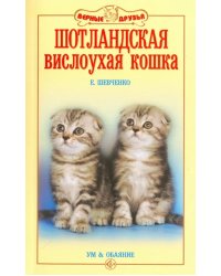 Шотландская вислоухая кошка. Ум и обаяние