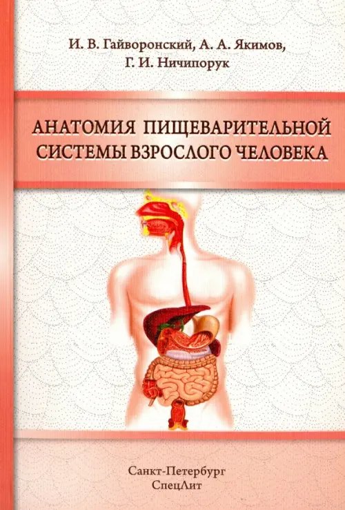 Анатомия пищеварительной системы взрослого человека