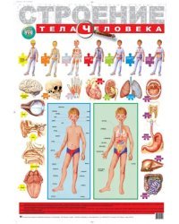 Детский плакат. Строение тела человека