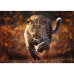 TREFL Premium Plus Пазл Wild Leopard, 1000 шт.